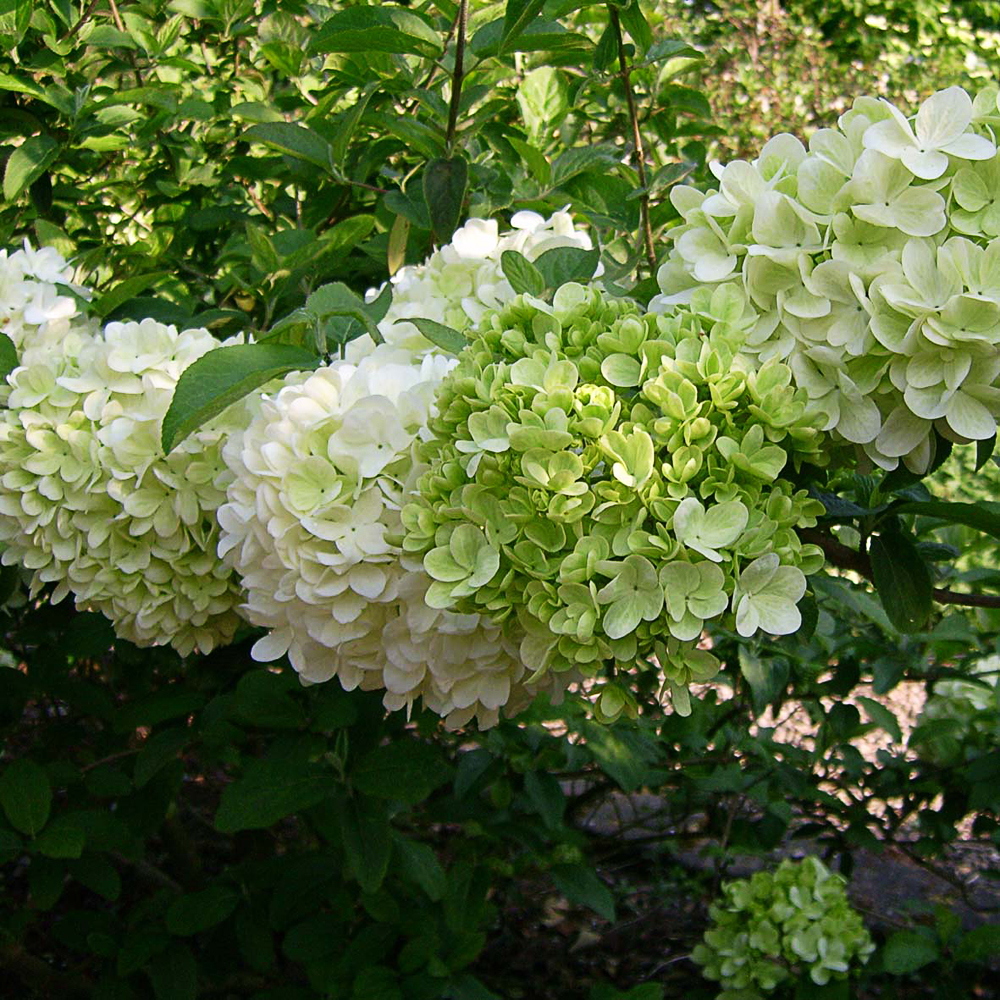 Viburnum macrocephalum f macrocephalum /L - 2
