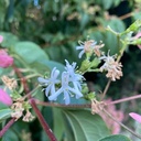 Heptacodium miconioides - 5