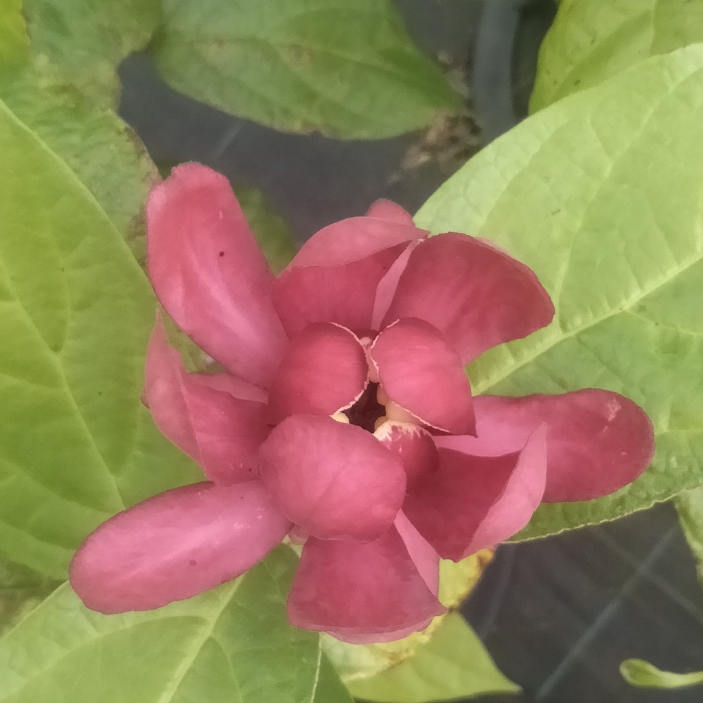 Calycanthus fertilis 'Aphrodite' - 5