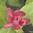 Calycanthus fertilis 'Aphrodite' - 5