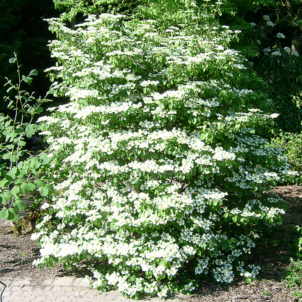 Viburnum plicatum v t.'Watanabe' - 2