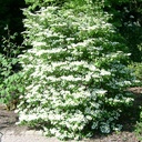 Viburnum plicatum v t.'Watanabe' - 2