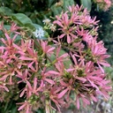 Heptacodium miconioides - 4