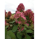 Hydrangea pan. 'Mega Mindy' - 2