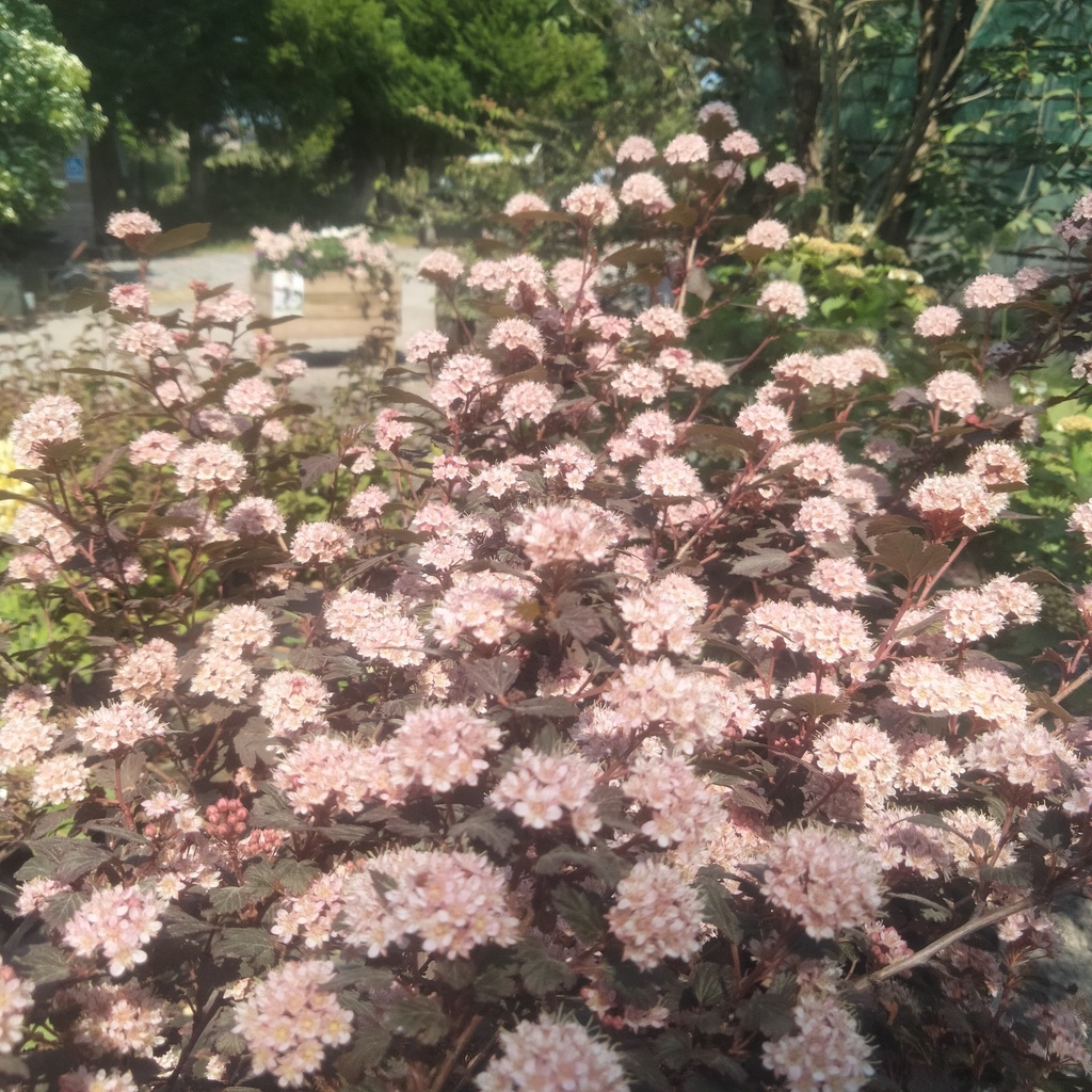 Physiocarpus opulifolius 'Little Joker' - 5