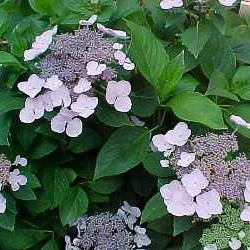 Hydrangea macr. 'Mariesii Perfecta' - 3