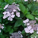 Hydrangea macr. 'Mariesii Perfecta' - 3