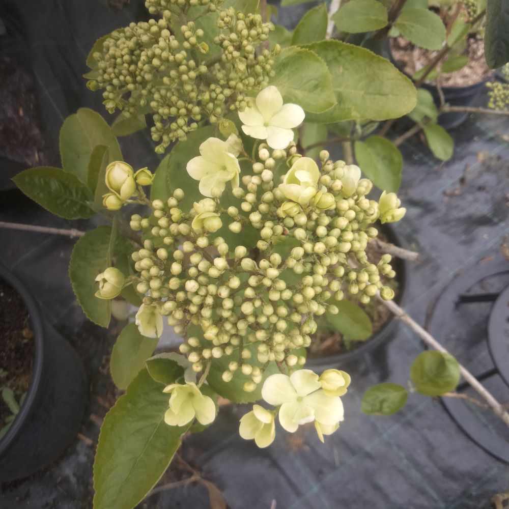 Viburnum macrocephalum f. Keteleeri - 2