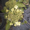 Viburnum macrocephalum f. Keteleeri - 2