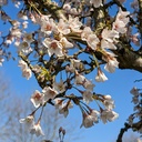 Prunus incisa 'Kojo-no-mai' - 2