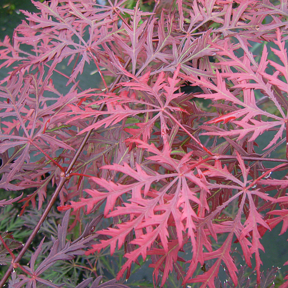 Acer palm. 'Dissectum Garnet' - 2