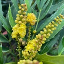 Mahonia lindsayae 'Cantabrigense' - 2