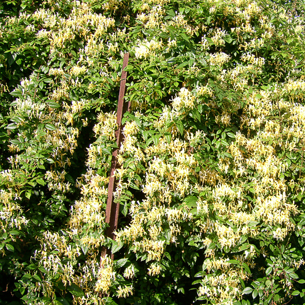 Lonicera similis var. delavayi - 2