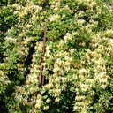 Lonicera similis var. delavayi - 2