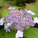 Hydrangea macr. 'Blanc Blue Vasterival' - 2