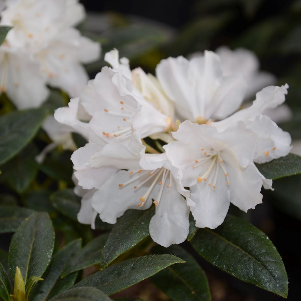 Rhododendron 'Dora Amateis' - 2
