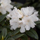 Rhododendron 'Dora Amateis' - 2