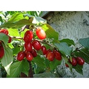 Cornus mas 'Jolico' - 2