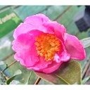CAMELLIA sasanqua 'Plantation Pink' - 2