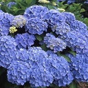 Hydrangea macr. 'Bodensee' - 2