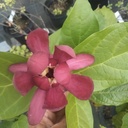 Calycanthus fertilis 'Aphrodite' - 6