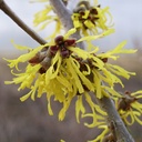 Hamamelis x int. 'Westerstede' - 3
