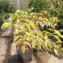 Cornus controversa 'Gosia' - 3