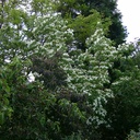 Cornus kousa 'Weisse Fontäne' - 2