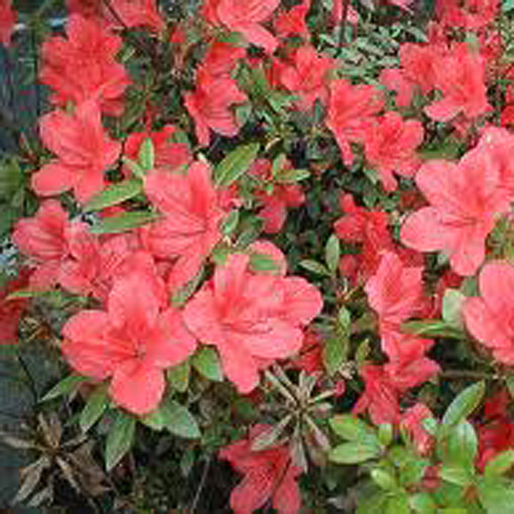 Rhododendron (AJ) 'Moederkensdag' - 2