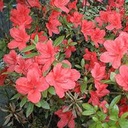 Rhododendron (AJ) 'Moederkensdag' - 2