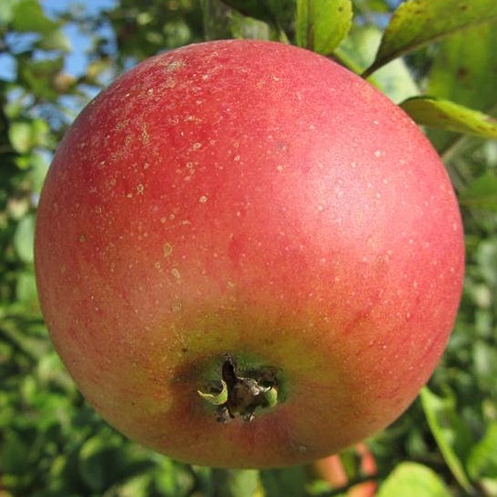 Pommier / appelaar : 'Reine des reinettes '  BT