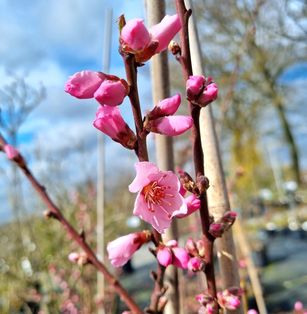 Prunus dulcis 'Robijn' (Amandier)  DT