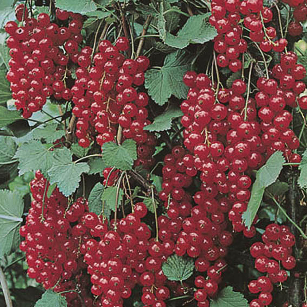 Ribes rubrum `Jonkheer Van Tets`