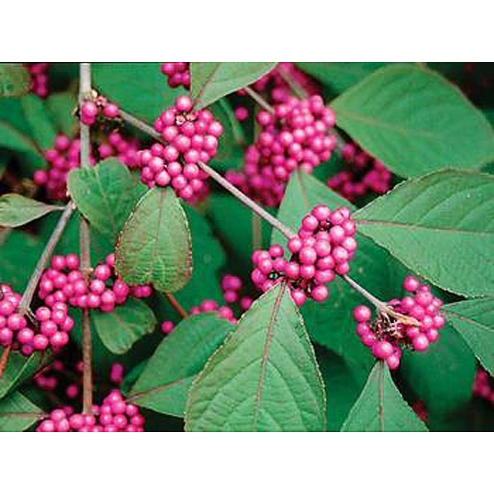Callicarpa bodineri 'Profusion'