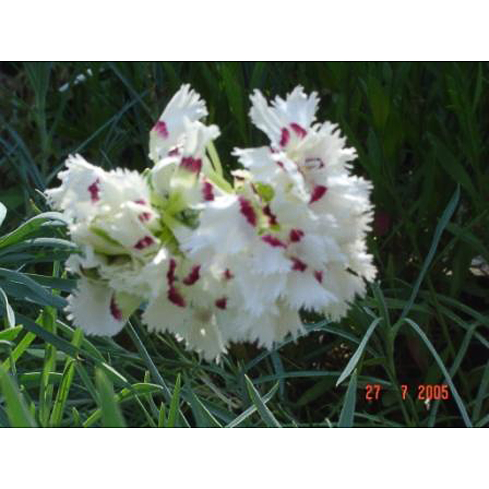 Dianthus (P) 'Ine'