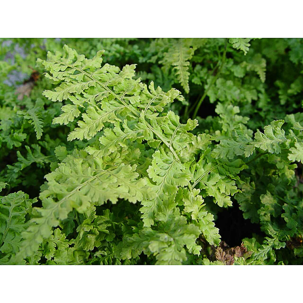 Dryopteris dilatata 'Crispa Whiteside'