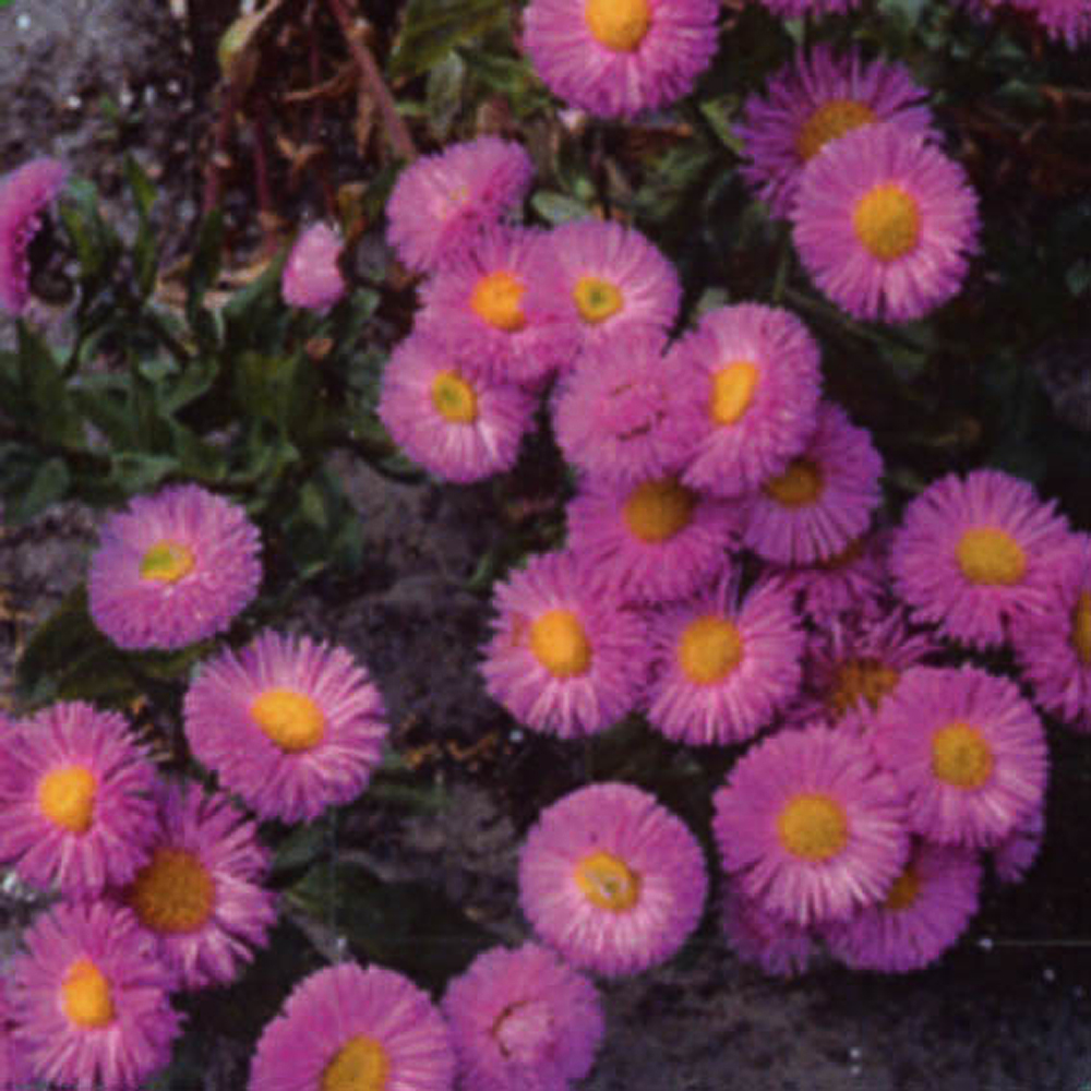 Erigeron hybride 'Rosa Triumph'