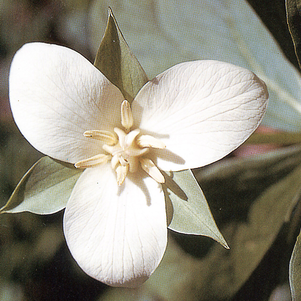 Trilium flexipes