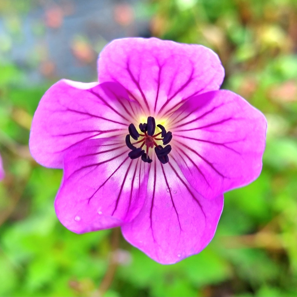Géranium Kelly Anne