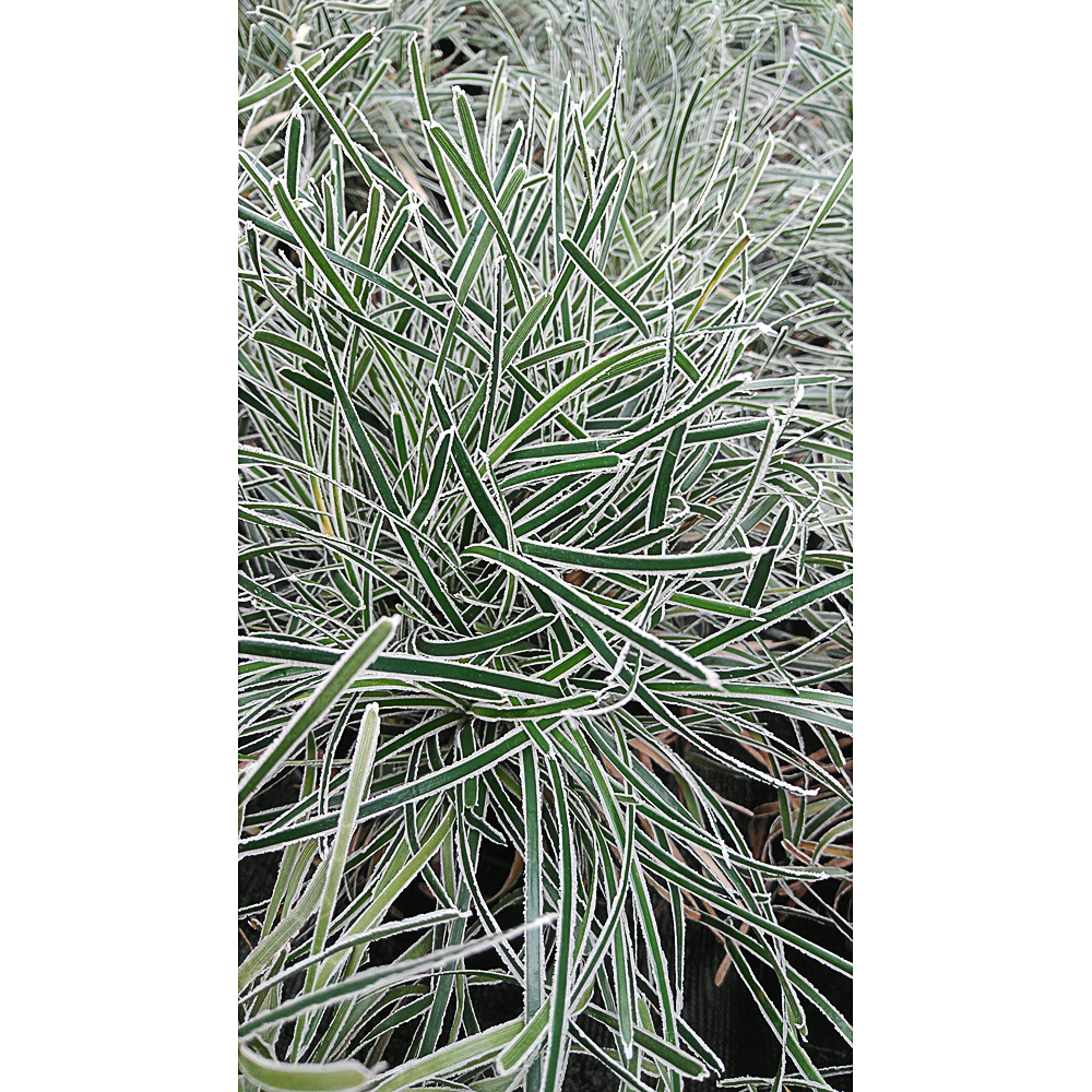 Ficinia Truncata 'Ice Crystal'