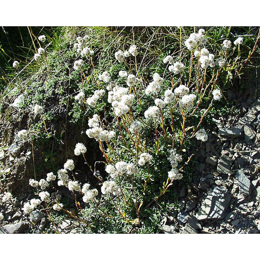 Antennaria dioica var. borealis