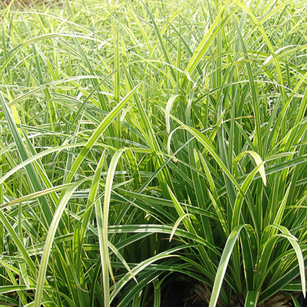 Carex morrowii 'Variegata'