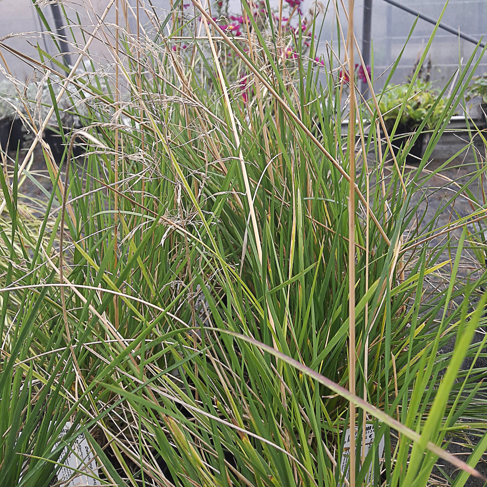 Deschampsia cespitosa 'Bronzeschleier'