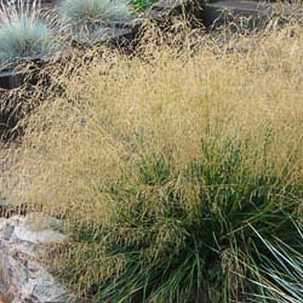 Deschampsia cespitosa 'Goldtau'