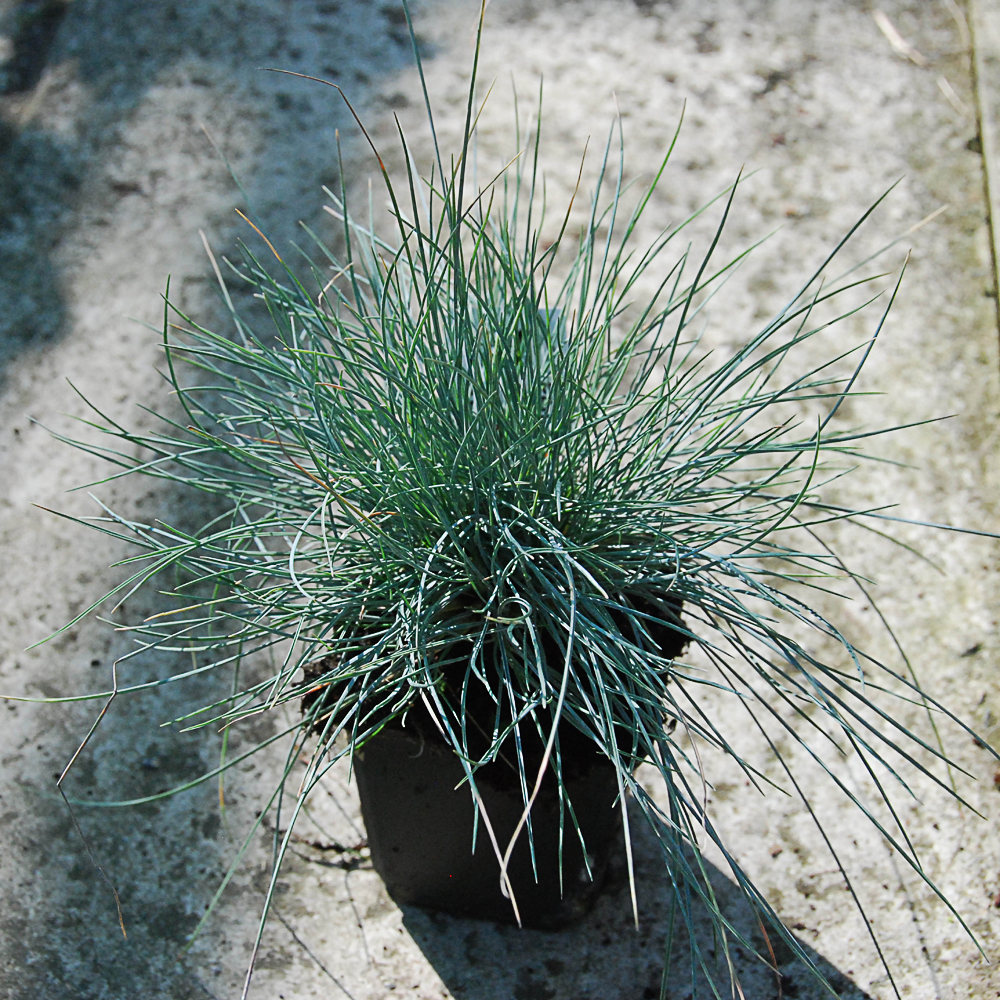 Festuca glauca 'Elijah Blue'