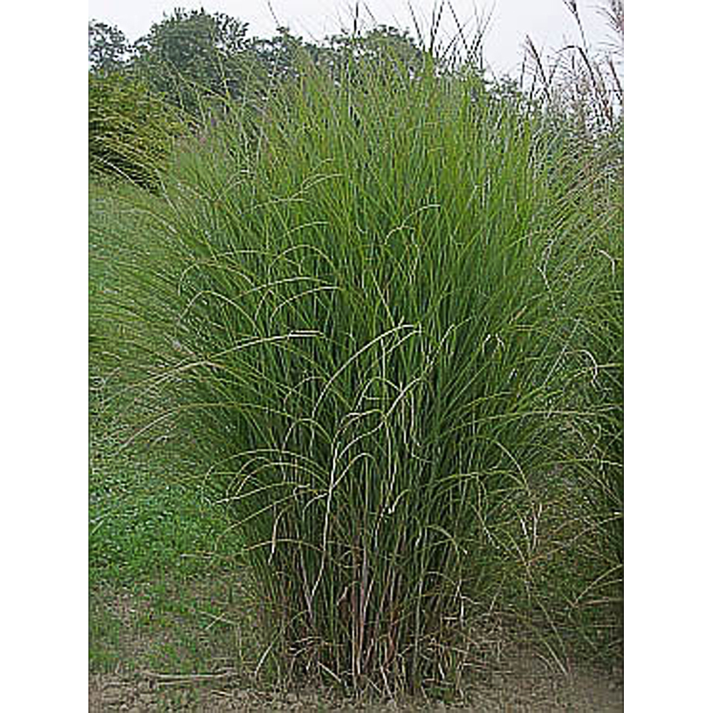 Miscanthus sinensis 'Gracillimus'