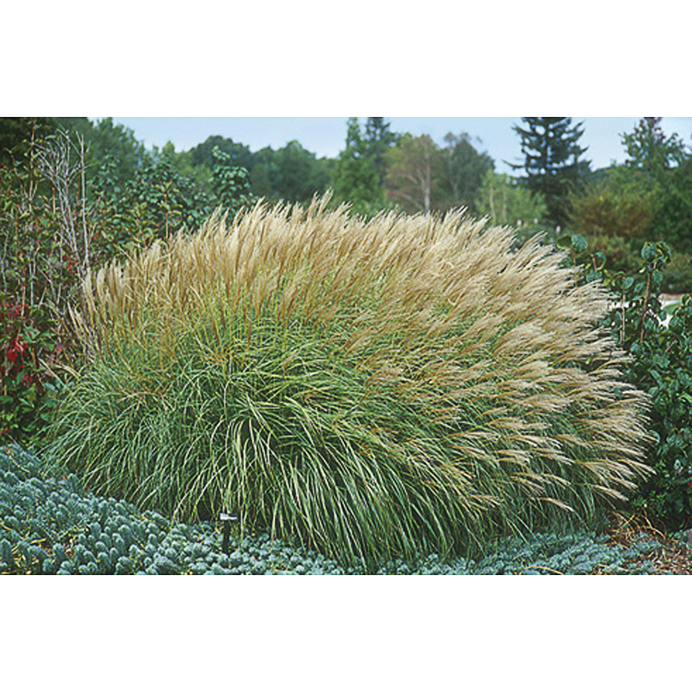 Miscanthus sinensis 'Adagio'