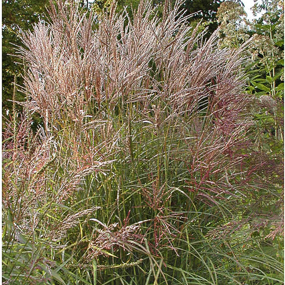 Miscanthus sinensis 'Ferner Osten'