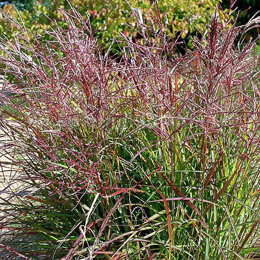 Miscanthus sinensis 'China'