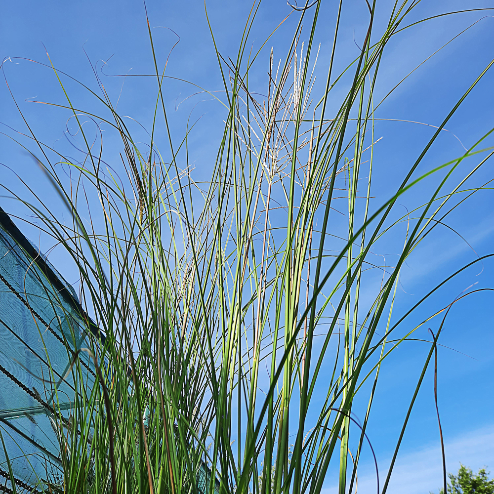 Miscanthus sinensis 'Red Chief'